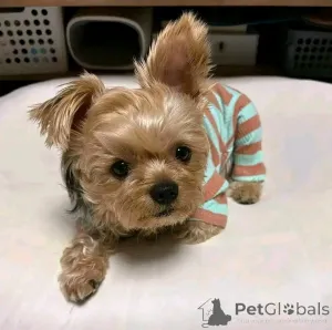 Фото №2 к объявлению №163966 о продаже йоркширского терьера - купить в Финляндии частное объявление, из приюта