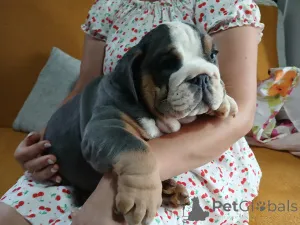 Дополнительные фото: Английский бульдог