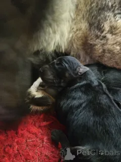 Фото №2 к объявлению №163412 о продаже беспородную - купить в Эстонии частное объявление