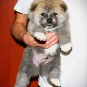 Дополнительные фото: Щенки японской Акита Ину хатико