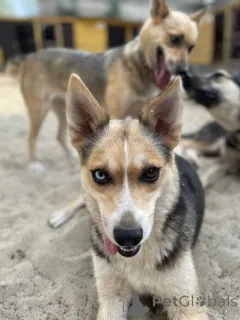 Дополнительные фото: Сия 1 год метис хаски с глазами из разных миров, и с характером друга
