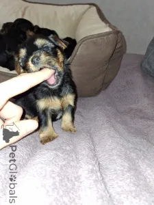 Дополнительные фото: Чистокровные щенки Йоркширского Терьера.