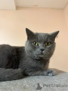 Дополнительные фото: Кот Винтер ждет заботливых хозяев