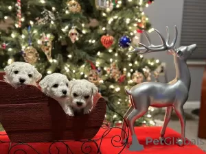 Фото №3. bichon frize puppies.  США