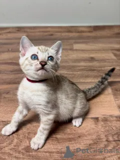 Фото №2 к объявлению №153277 о продаже бенгальская - купить в Швеции частное объявление