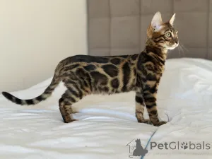 Дополнительные фото: Шикарный Бенгальский кот