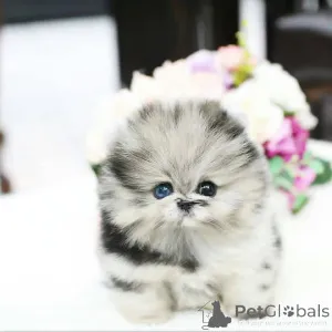 Фото №2 к объявлению №161534 о продаже  - купить в Испании 