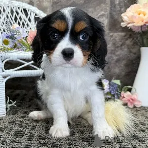 Фото №1. кавалер-кинг-чарльз-спаниель - купить в Affalterbach за 32468₽. Объявление №151381