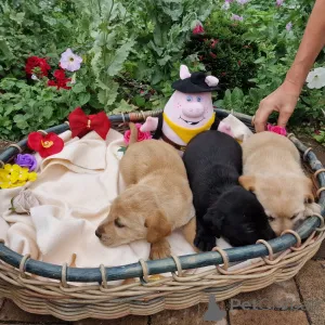 Дополнительные фото: Лабрадор