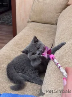 Фото №3. Британская короткошерстная кошечка. Германия