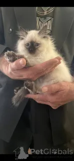 Фото №1. рэгдолл - купить в Албацете за 37107₽. Объявление №161655