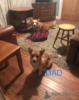 Дополнительные фото: Щенки Corgi Pure Breed