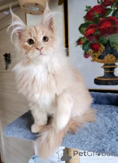 Дополнительные фото: Шикарные котята мальчики