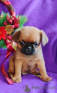 Фото №3. Мальчик пти-брабансон.  Россия