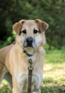 Фото №3. Чудесная Барабулька ищет дом и любящую семью!.  Россия