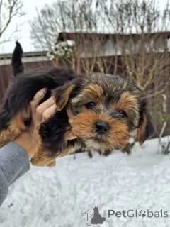 Дополнительные фото: Замечательные щенки Йоркширского Терьера в поисках нового дома.