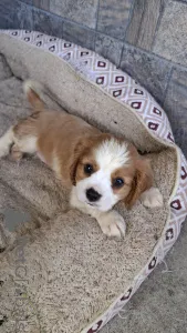 Дополнительные фото: Чистокровные мальчики Кавалер-Кинг-Чарльз-Спаниель.