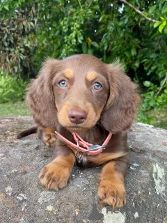 Дополнительные фото: Познакомьтесь с Бенни маленькое тело, большое сердце! Этот отважный мальчик