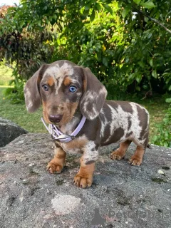 Дополнительные фото: Милая, умная и дерзкая Лола, сердце такое же теплое, как и ее объятия!