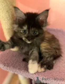 Дополнительные фото: Мейн-кун-Кэтчен