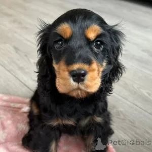 Фото №1. английский кокер-спаниель - купить в Вспоминание за договорная. Объявление №160714