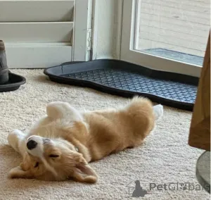 Дополнительные фото: Щенок вельш-корги