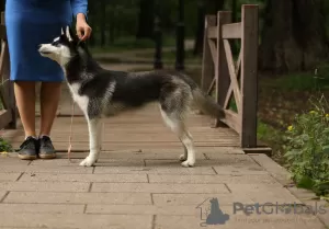 Дополнительные фото: Щенки породы Сибирский Хаски