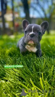 Дополнительные фото: Hello, french bulldog puppies for sale.