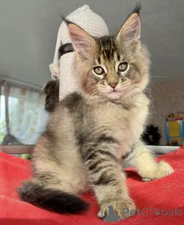 Фото №2 к объявлению №163662 о продаже мейн-кун - купить в Германии заводчик