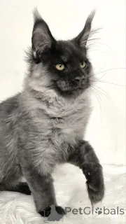 Фото №3. Котенок Мейнкун. Германия