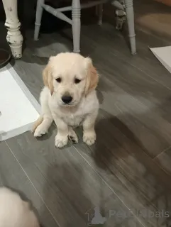 Дополнительные фото: Потрясающие золотистые ретриверы