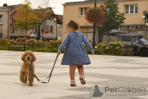 Фото №3. Девочки Голден ретривер.  Польша