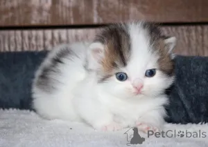 Фото №1. манчкин - купить в Эркеленц за 32468₽. Объявление №147364