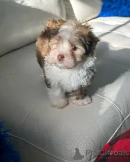 Фото №2 к объявлению №137952 о продаже гаванского бишона - купить в Германии частное объявление, заводчик