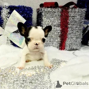 Дополнительные фото: Красивые миниатюрные щенки детей на продажу