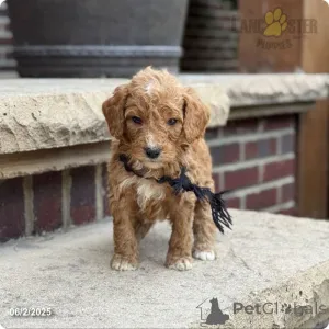 Фото №3. Медведь.  США