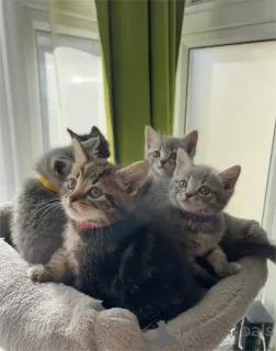 Фото №1. британская короткошёрстная - купить в На Финстервейле за 32468₽. Объявление №153771