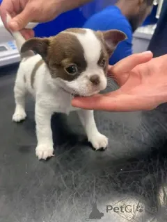 Фото №1. чихуахуа - купить в Берлине за 51022₽. Объявление №165375