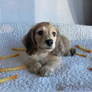 Фото №1. такса - купить в Дейтона -Бич за договорная. Объявление №146291