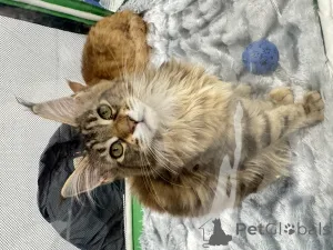 Фото №3. Котята Мейн кун. Россия