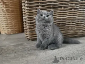 Фото №4. Продам британскую короткошёрстную в Принес частное объявление - цена 41745₽