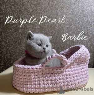 Фото №1.  - купить в Новосибирске за 50000₽. Объявление №150242