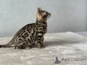 Дополнительные фото: Шикарный Бенгальский мальчик в разведение
