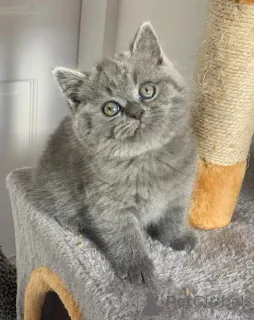 Фото №2 к объявлению №167432 о продаже британская короткошёрстная - купить в Швейцарии частное объявление