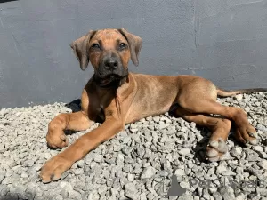 Дополнительные фото: rhodesian ridgeback