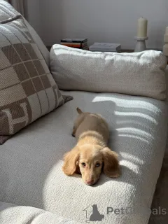 Фото №4. Продажа таксу в Мюнхене частное объявление, заводчик - цена договорная