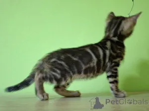 Дополнительные фото: Бенгальский котенок Bengal