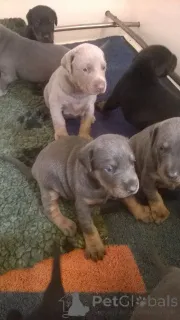 Дополнительные фото: Щенки добермана