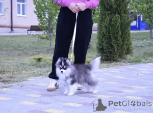 Дополнительные фото: Щенки Помски микро