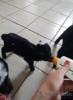 Фото №2 к объявлению №161737 о продаже  - купить в Франции 